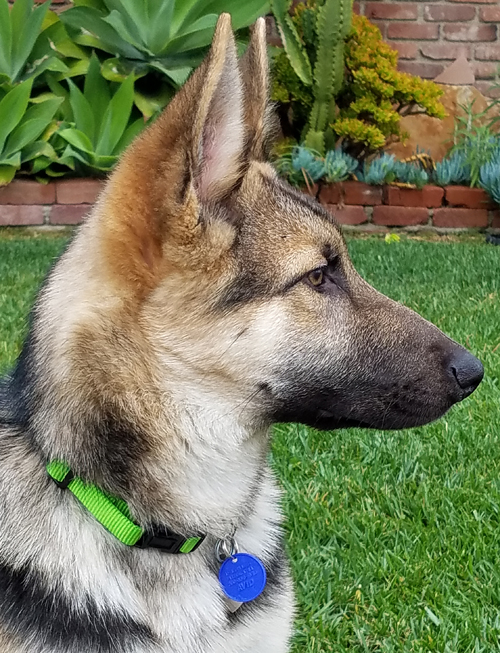 life size german shepherd teddy